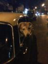 Samson Luvs To Travel By Cab
